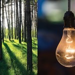 Trees and lightbulb.