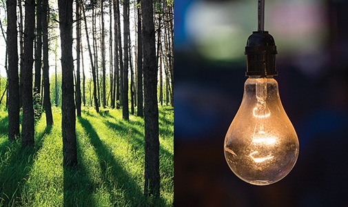 Trees and lightbulb.
