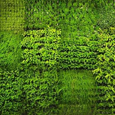 Green plants.